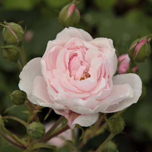 Rosa Blush Noisette - roz - Trandafir copac cu trunchi înalt - cu flori mărunți - coroană tufiș